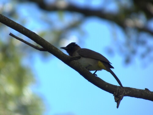Common Bulbul