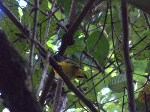White-starred Robin