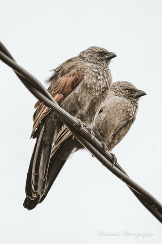 Apostlebird
