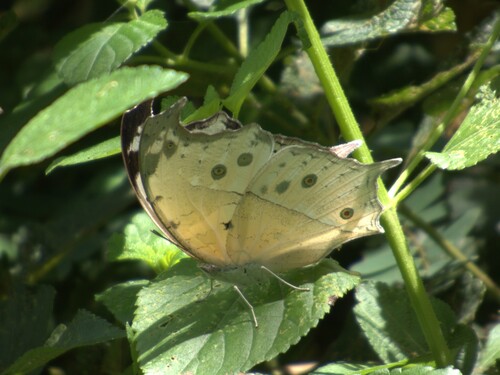 Common Mother-of-Pearl