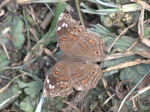 Spotted Brown Pansy