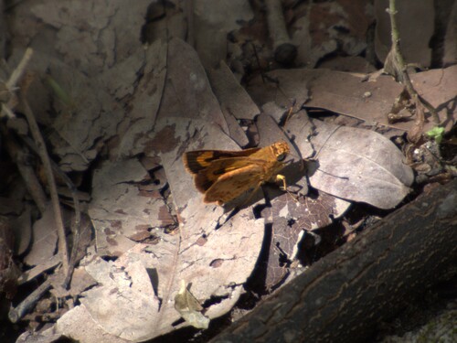 Axehead Skipper