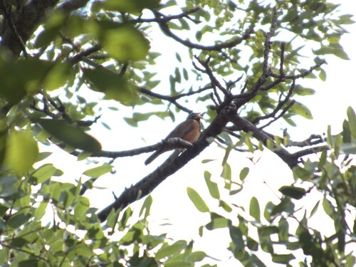 Cinnamon-breasted Bunting