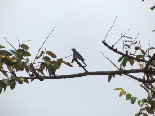 Pin-tailed Whydah