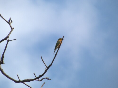 Little Bee-eater