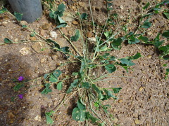 Corbichonia decumbens