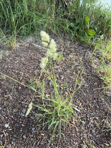 orchard grass