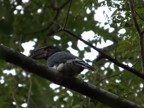 Trumpeter Hornbill