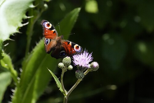 European Peacock Butterfly