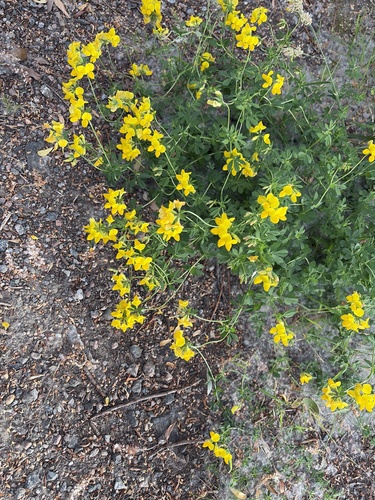 bird's-foot trefoil