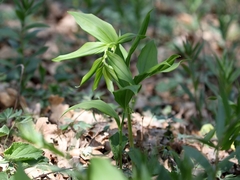 Polygonatum odoratum