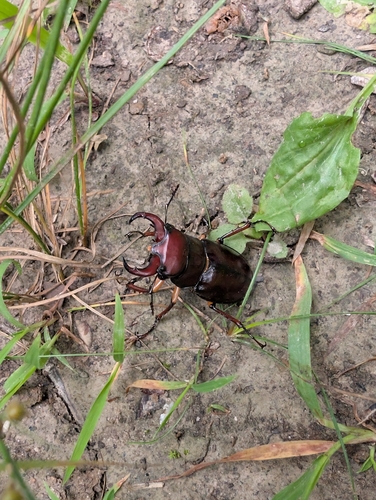 Reddish-brown Stag Beetle