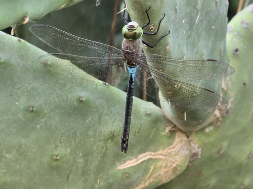 Lesser Emperor