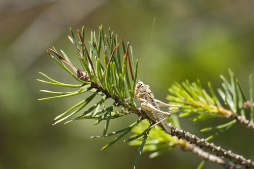 Brown-spotted Bush-cricket