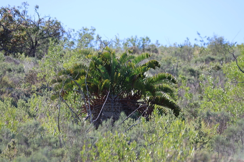 Encephalartos longifolius, photograph 3