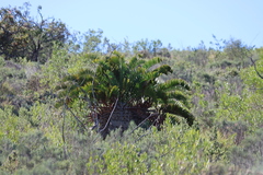(c) Tony Rebelo, some rights reserved (CC BY-SA) Encephalartos longifolius, photograph (c) Tony Rebelo, some rights reserved (CC BY-SA)