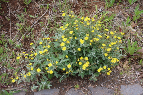Andryala pinnatifida