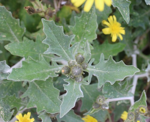 Andryala pinnatifida, photograph 3