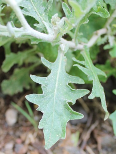 Andryala pinnatifida, photograph 4