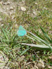 Callophrys viridis