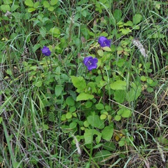 Campanula medium