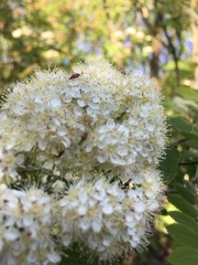 Bradycellus verbasci