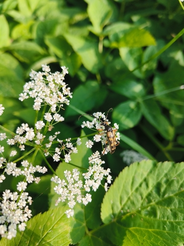 Spotted Longhorn Beetle