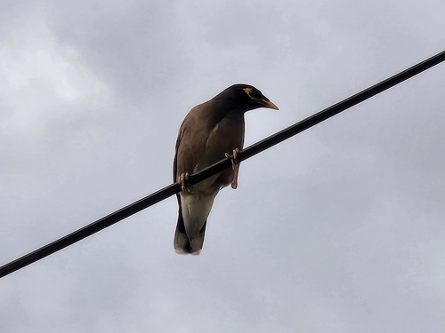 Common Myna