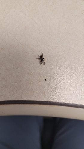 Zebra Jumping Spider