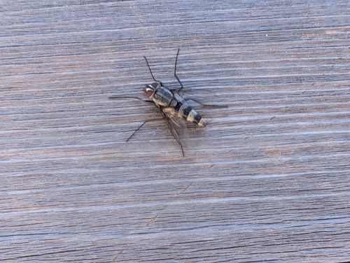 iNaturalist observation photo of Microphthalma disjuncta