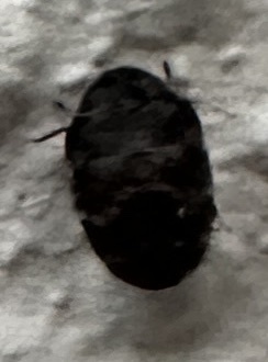 Australian Carpet Beetle