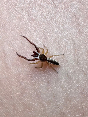 Common Hentz Jumping Spider