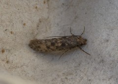 Lindera tessellatella