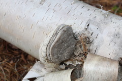 Fomes fomentarius image