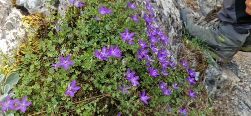 Campanula arvatica, photograph 4