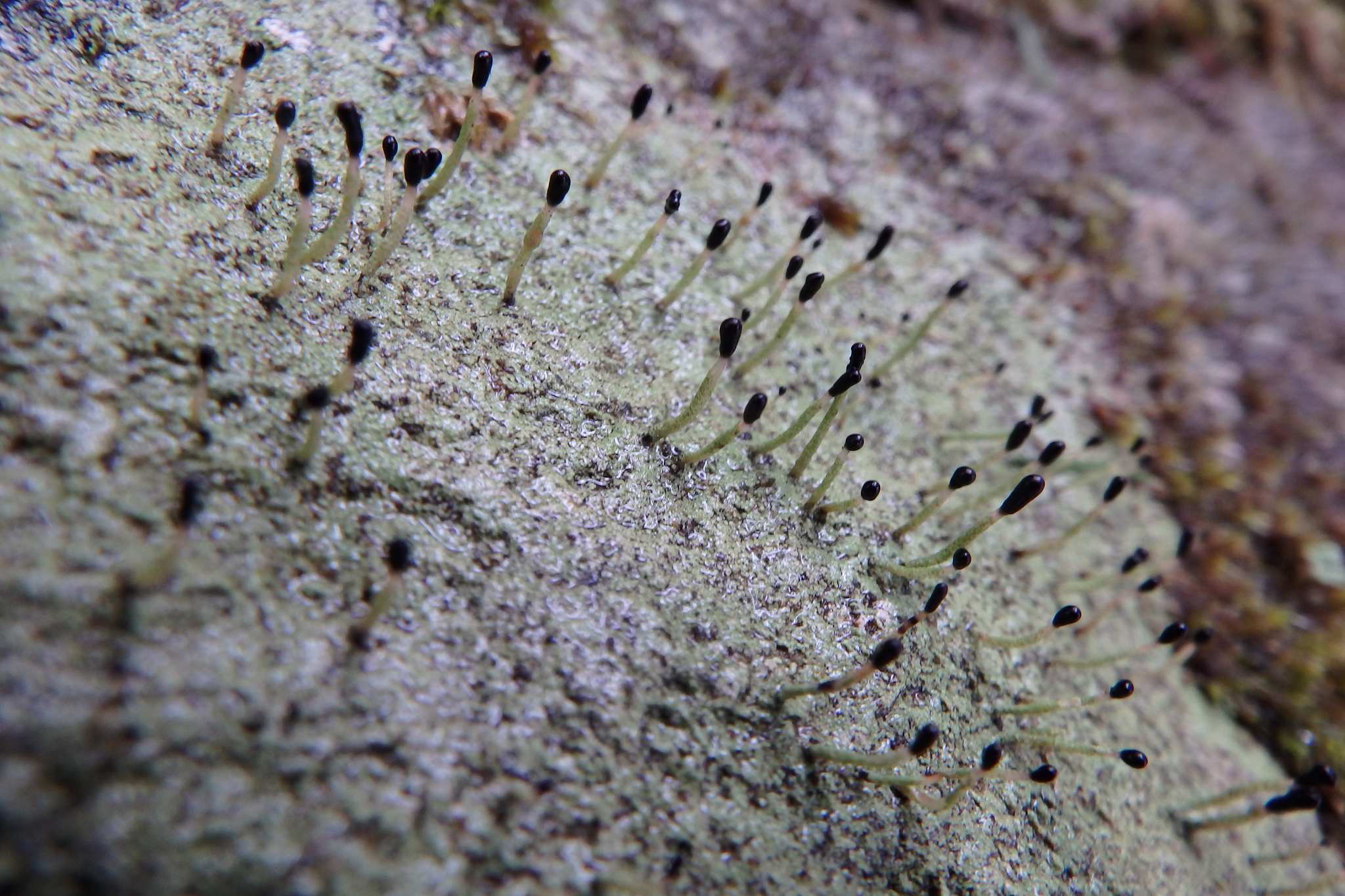 Pilophorus clavatus image