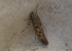 Lindera tessellatella