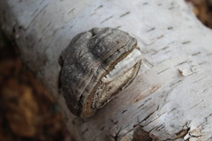Fomes fomentarius image