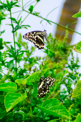 Papilio demodocus demodocus