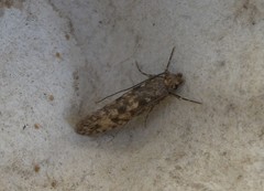 Lindera tessellatella