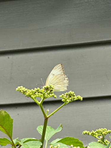 Great Southern White