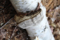 Fomes fomentarius image