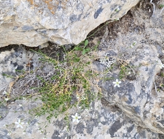 Arenaria grandiflora, photograph (c) Jens-Christian Svenning, some rights reserved (CC BY)