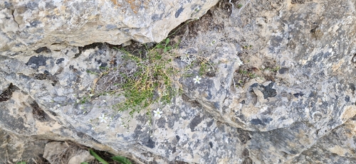 Arenaria grandiflora, photograph 6