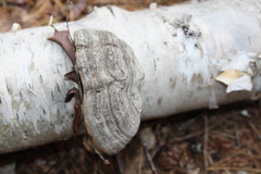 Fomes fomentarius image