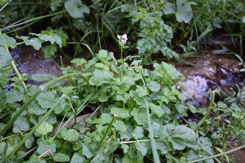 Cardamine raphanifolia, photograph 6
