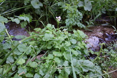 Cardamine raphanifolia, photograph (c) Clément Maouche, some rights reserved (CC BY)