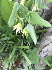 Uvularia