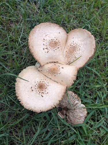Green-spored Parasol