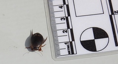 Acilius semisulcatus